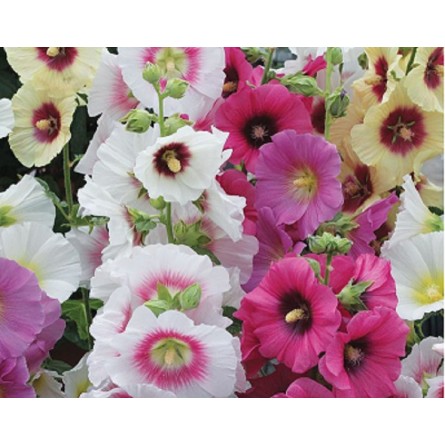 Hollyhock Mixed Flower Seeds(40-50 Seeds/Pack)